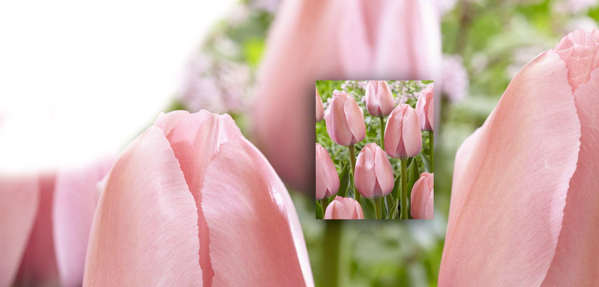 Name the Tulip Contest Hero Image
